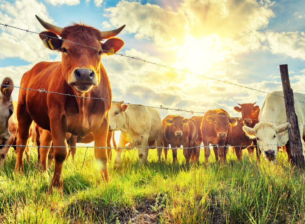 cattle livestock insurance logan county illinois
